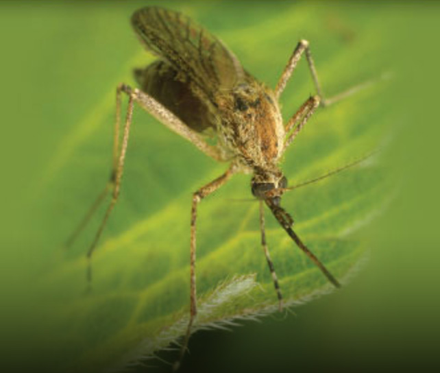 Mosquito Control Massachusetts