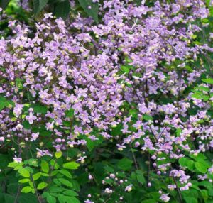 Meadow-rue (Thalictrum)